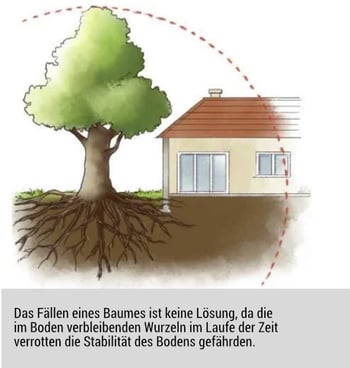 vegetation-boden