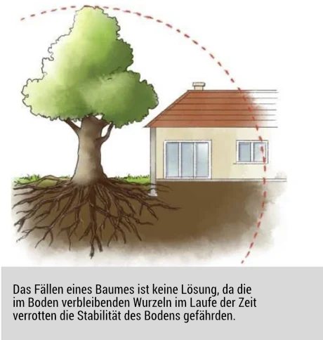 Das Fällen eines Baumes ist keine Lösung, da die im Boden verbleibenden Wurzeln im Laufe der Zeit verrotten und die Stabilität des Bodens gefährden.